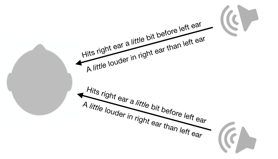 Asymmetry of front-back localization